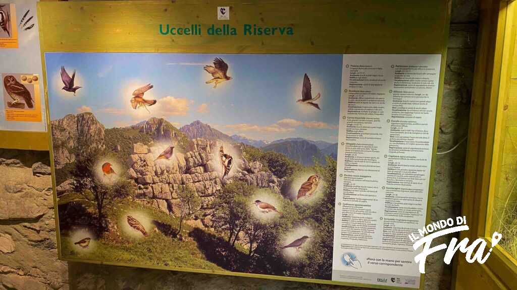 Uccelli della Riserva - Centro di Educazione Ambientale - Prim'Alpe - Foresta regionale dei Corni di Canzo