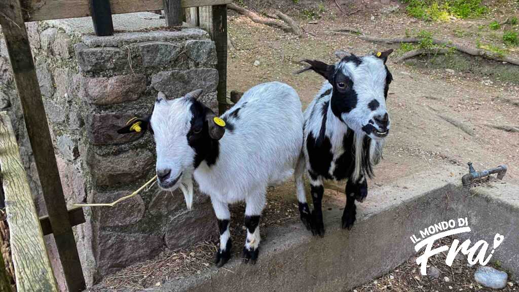 Animali al Parco Sigurtà