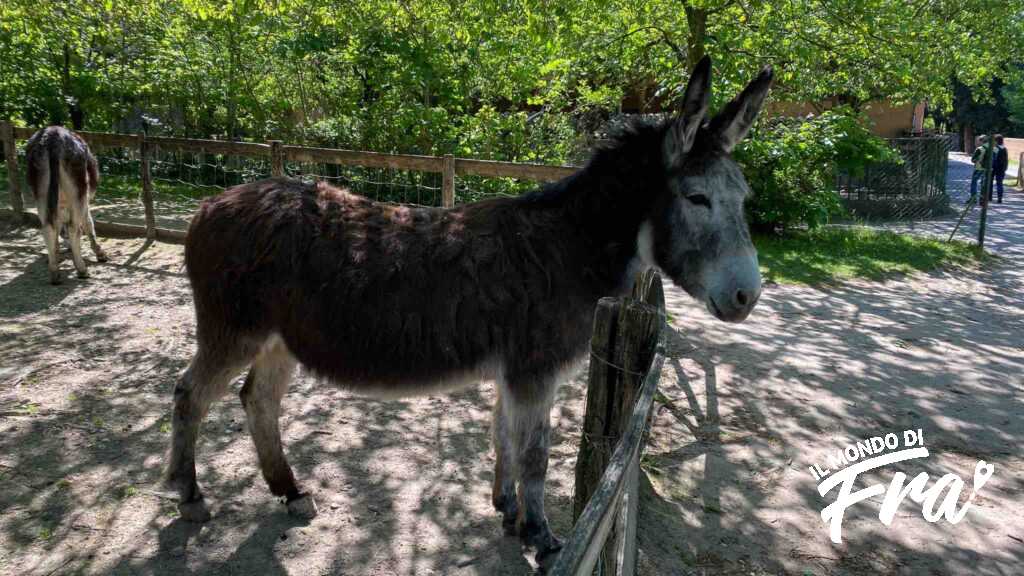 Fattoria didattica al Parco Sigurtà