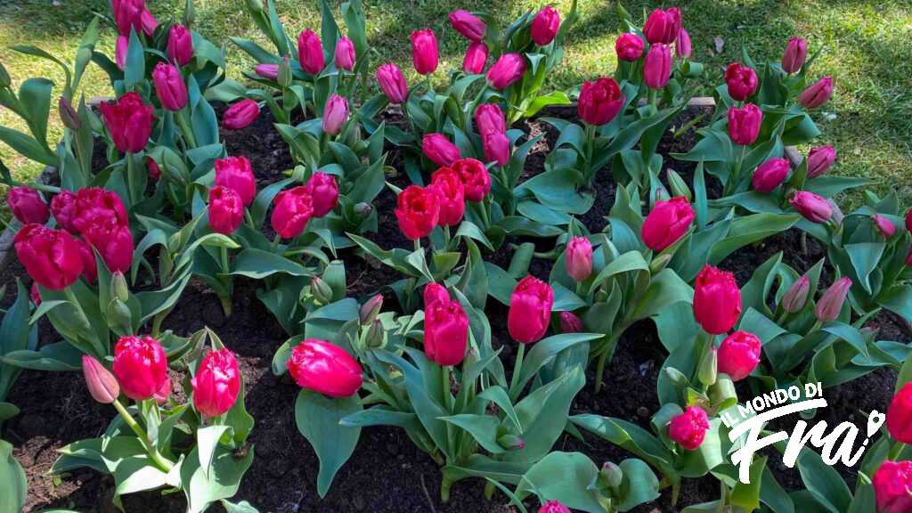 Tulipani al Parco Sigurtà